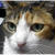 「馬鹿飼い主」と「しずく」