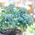 初雪草を植えました
