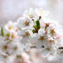 Sakura 3