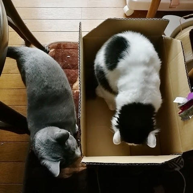 【小梅・さくら・桃之介通信】新しい箱には...