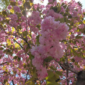 お花見散歩⑤⑥