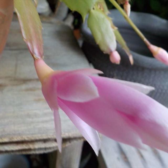 デンマークカクタス、蕾から花開くまで待つ。