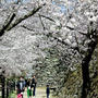 小諸城址公園・懐古園の桜、満開です