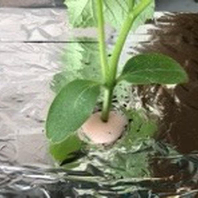 きゅうりの水耕栽培始めました！