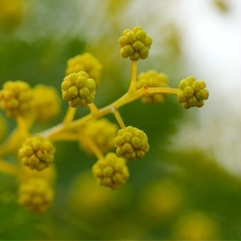 2013 ZUKKYの庭
