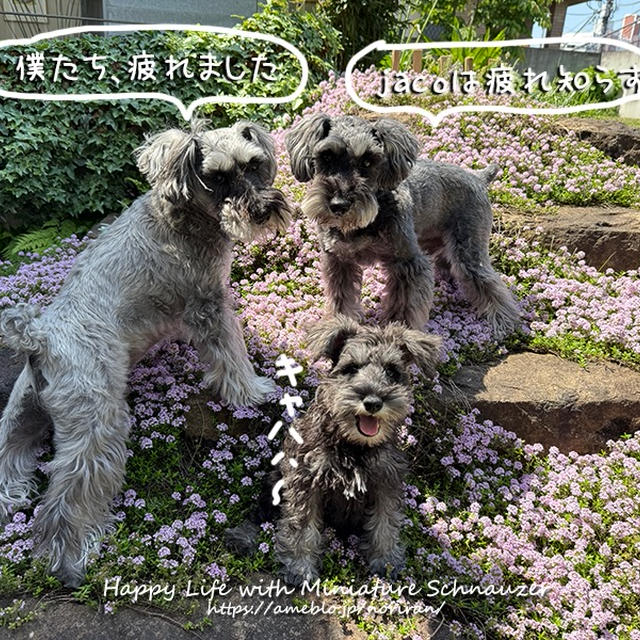 タイムと３わんこ