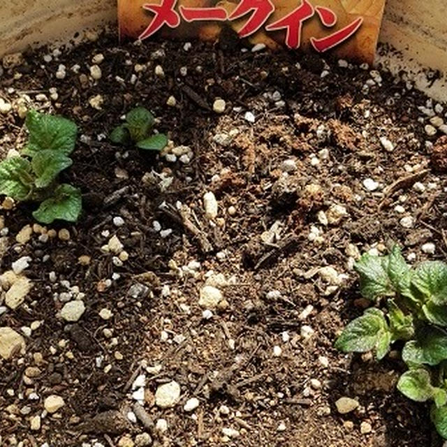 じゃがいもプランター栽培記録 2 ～春植えメークイン～芽かきで喧嘩
