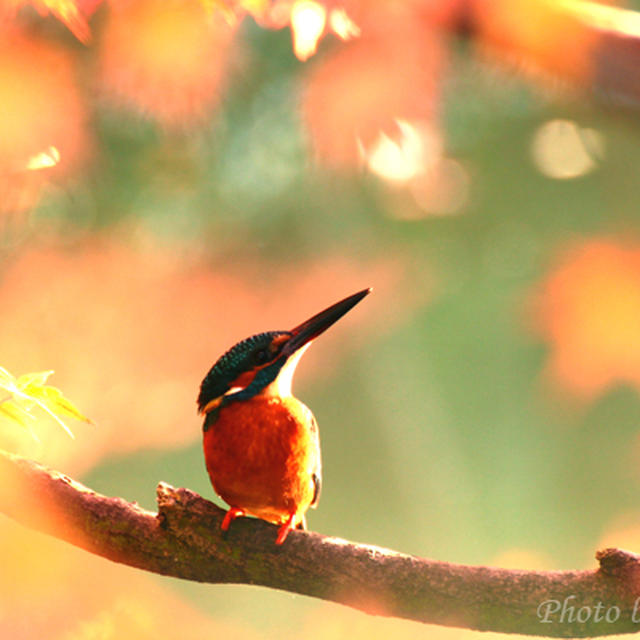 紅葉とカワセミ　黄