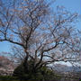 老の山公園でお花見、春満喫。