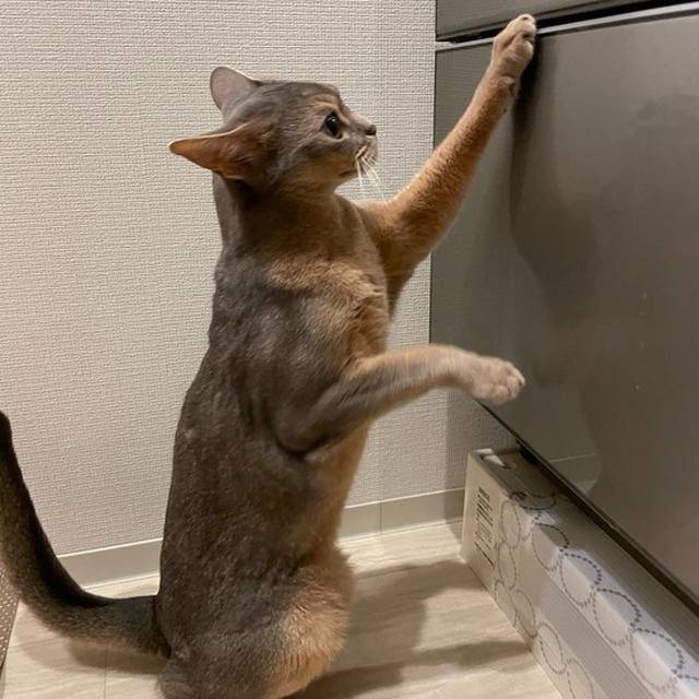 爪研ぎの好みが独特な坊（動画あり）