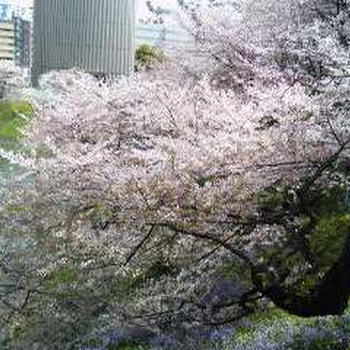 千鳥ヶ淵の