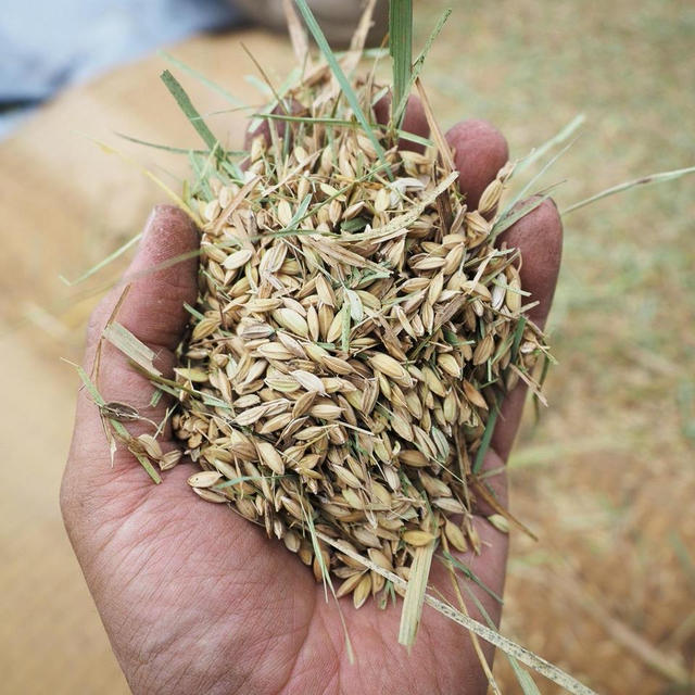 陸稲の脱穀作業
