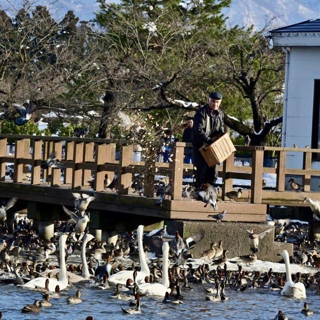 運よく瓢湖の餌やりタイムが見れました♪