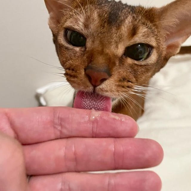 猫たちの夜時間