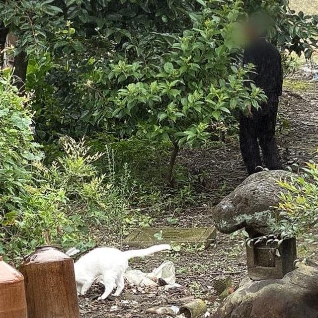 もはや恒例！柿の木猫捕物帳