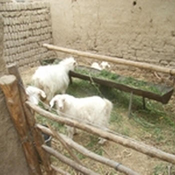 ヤギの飼育小屋