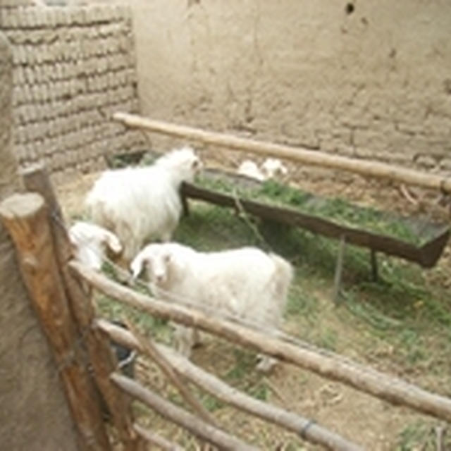 ヤギの飼育小屋
