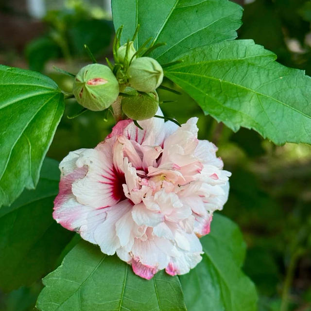 咲いた！大好きなピンクの花