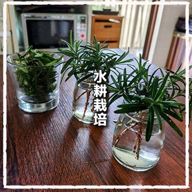 ローズマリー水耕栽培