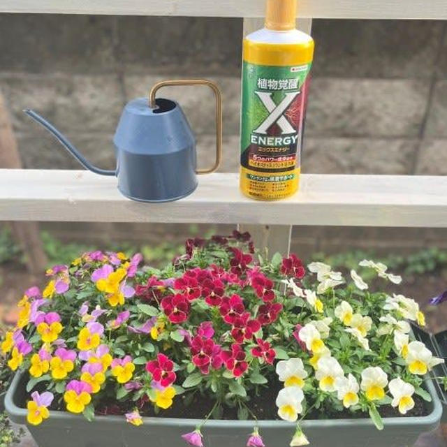 バイオスティミュラント活力液でお花元気に♪