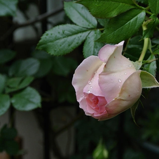 雨の庭で薔薇を撮る