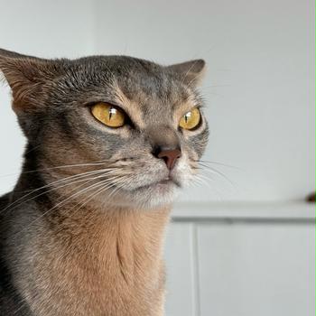 寝起き抱っこマン、わか坊