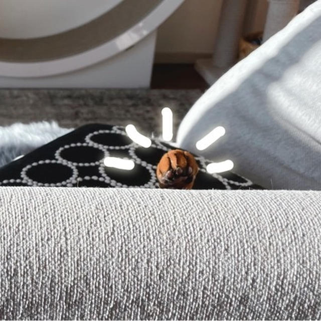 だれでしかー？