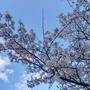 桜2025