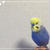 #雪肌粋 #ハッピーブルーキャンペーン 我が家の幸せの青い鳥 むぎちゃん #インコ