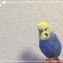 #雪肌粋 #ハッピーブルーキャンペーン 我が家の幸せの青い鳥 むぎちゃん #インコ
