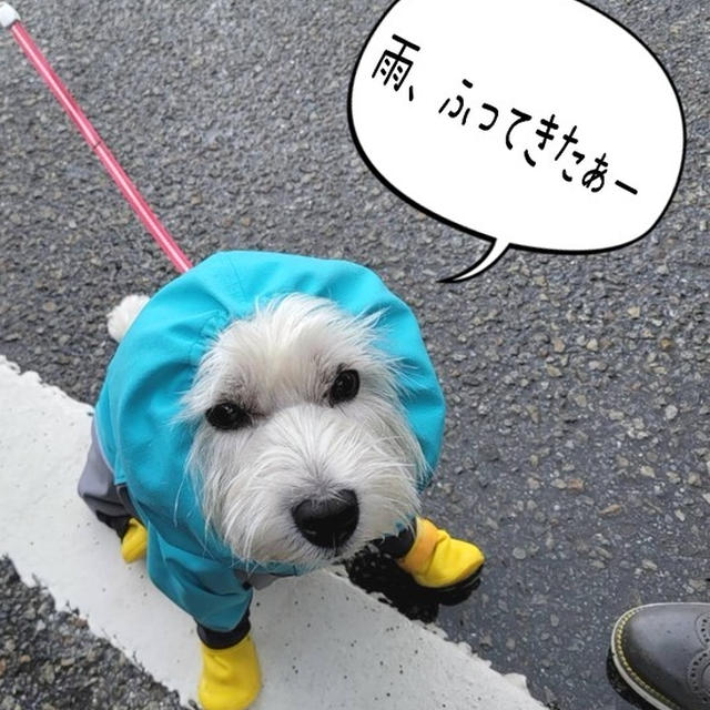 おっ、小雨になった！いざ、出陣