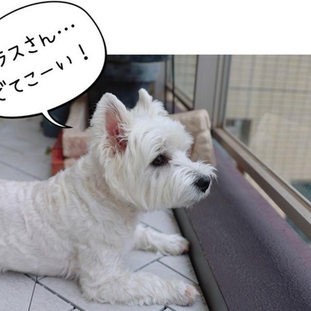 どうやって選んでるのかな(笑)