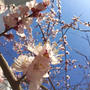 ＊お花見にいかが？桜サイダーゼリー。 ＊お花を長持ちさせる。 ＊新しいスプリングコートで出かけよう♪