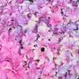 お散歩＊フリルのような紫陽花