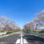 桜からのカレーパン