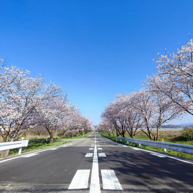 桜からのカレーパン