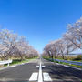 桜からのカレーパン