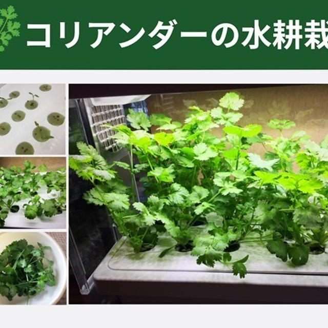 コアリアンダー パクチーを水耕栽培で育てよう Greenfarmでled水耕栽培の記録 By Dalahastさん レシピブログ 料理ブログのレシピ満載