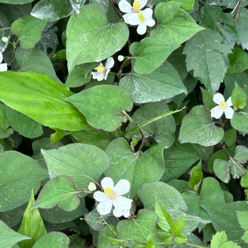 ドクダミの５枚花・キウイ・紫陽花❣️ゴミ出しのワクワク。