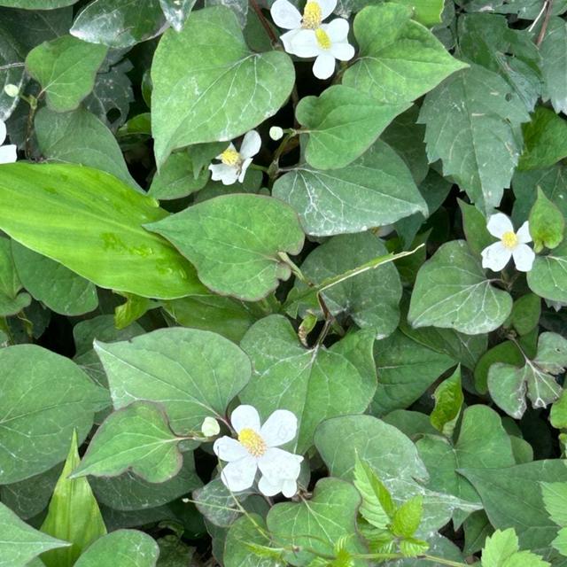 ドクダミの５枚花・キウイ・紫陽花❣️ゴミ出しのワクワク。