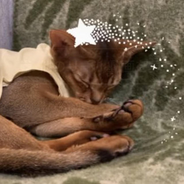 【インスタリール】りす、サラサラになるでし