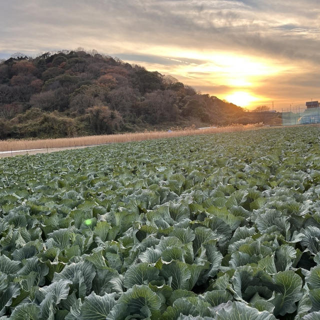 キャベツの産地でも高値