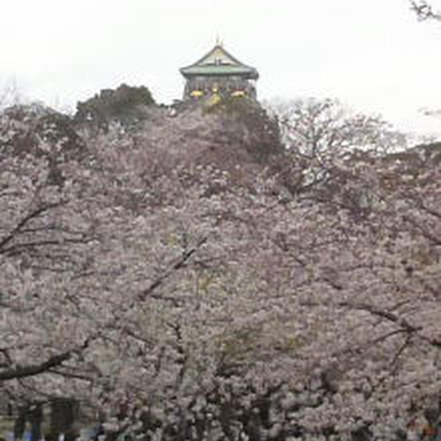 大阪城でお花見