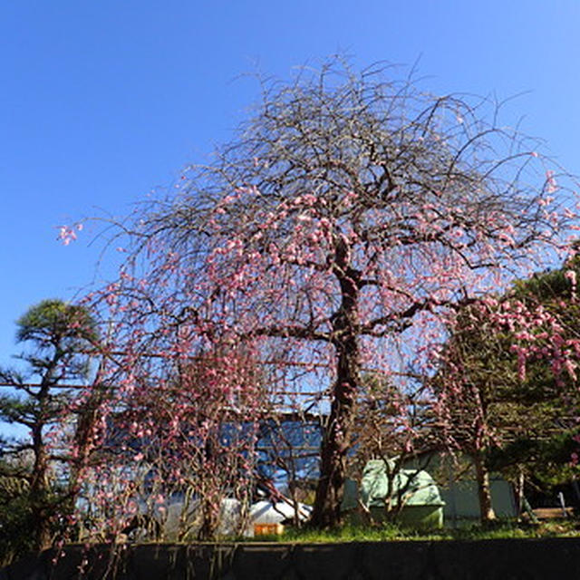 今週の収穫野菜（2月初旬）☆しだれ梅