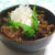 【旦那ごはん】傑作！！神戸牛すじのすじこん丼とイモ芋サラダ♪