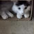 箱と猫の関係