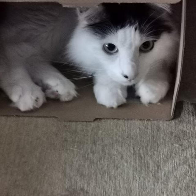 箱と猫の関係