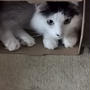 箱と猫の関係