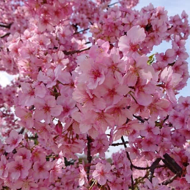 河津桜🌸満開～