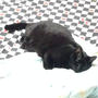 おはぎ きなこ 1個